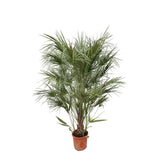 Chamaerops Humilis struik – 180 cm – Ø30