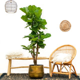 Ficus Lyrata vertikal XL - 200cm - ø32