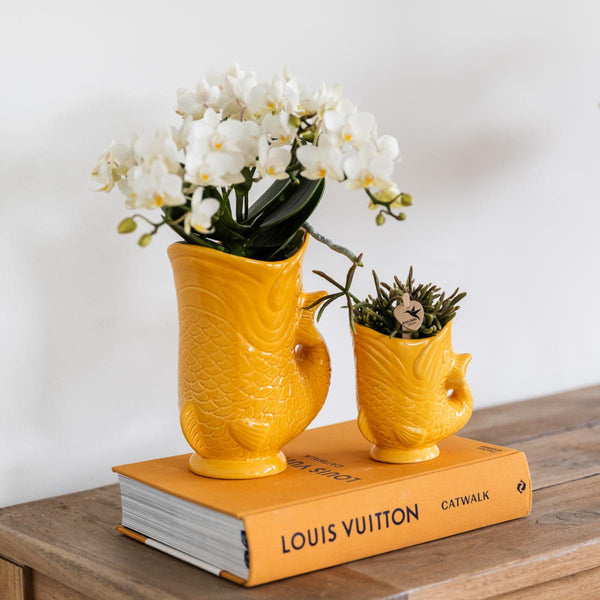 Kolibri-Orchideen | Set aus weißen Orchideen Nazaré in Sukkulentenform in Fischtopf Orange - Topf Ø9cm & Ø6cm | Bloeiende kamerplant - vers van de kweker