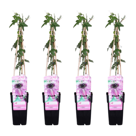 Livraison plante - Passiflore 'Purple Haze' lot de 4 - ↨65cm - Ø15 - plante fleurie grimpante